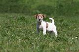 JACK RUSSEL 070